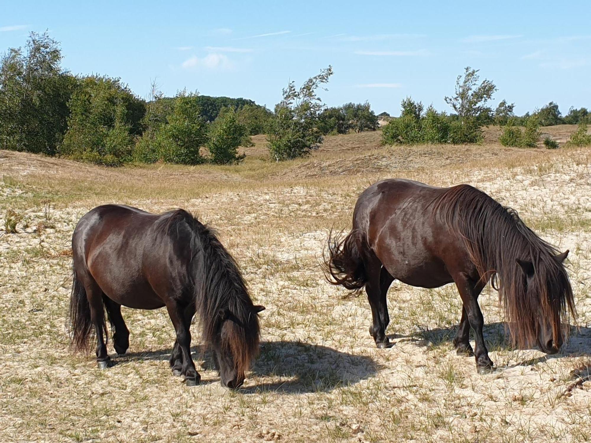 Ferienparadies Seeluft Kamperland Exterior foto